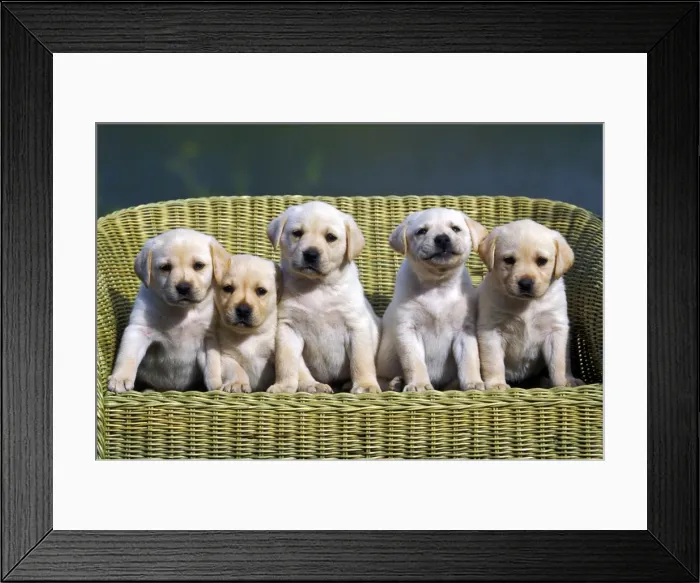 Framed Print : Picture No. 10867108