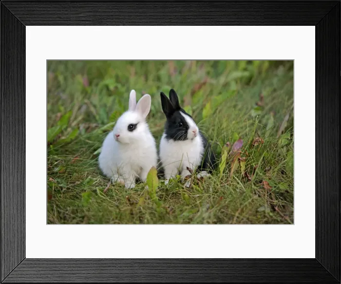 Framed Print : Picture No. 10867161 Framed Print : Picture No. 10867161