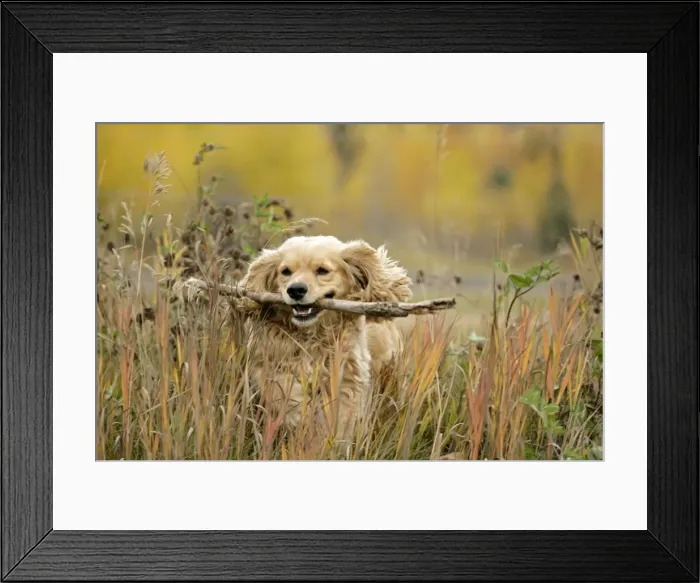 Framed Print : Picture No. 10867145 Framed Print : Picture No. 10867145