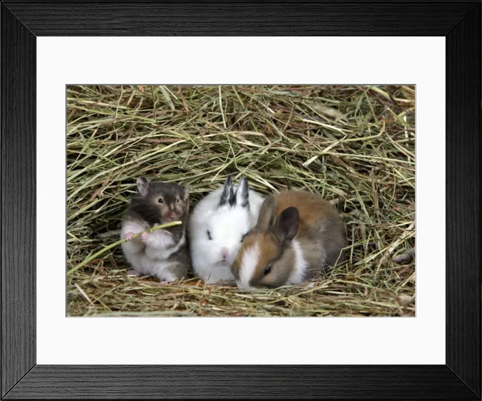 Framed Print : Picture No. 10867167 Framed Print : Picture No. 10867167