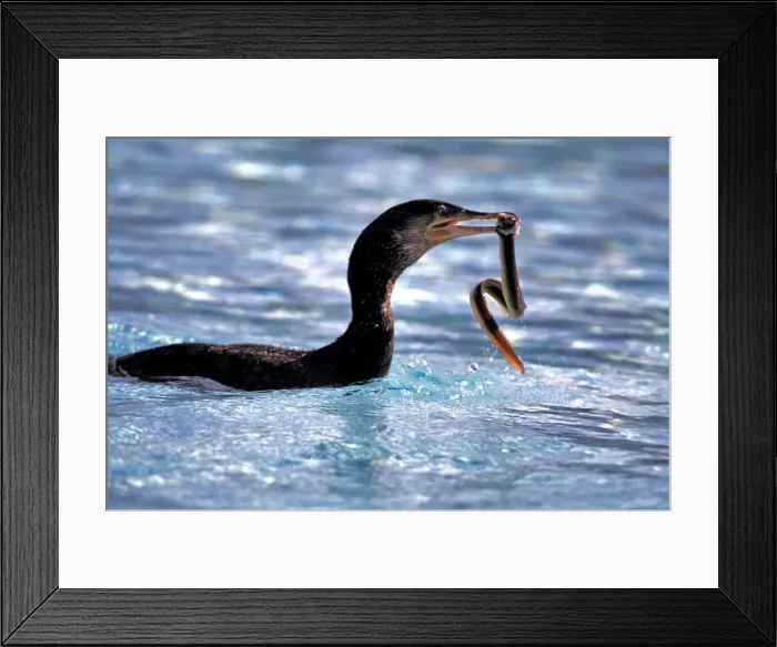 Framed Print : Picture No. 10867099 Framed Print : Picture No. 10867099