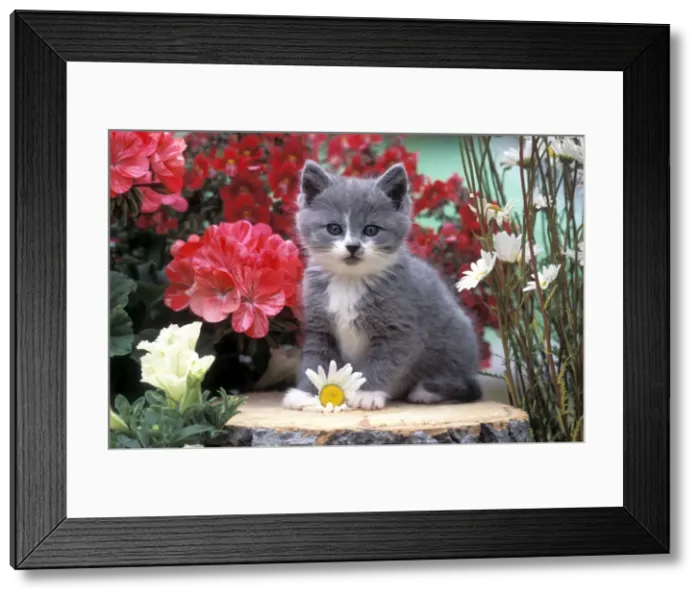 Framed Print : Picture No. 10867111 Framed Print : Picture No. 10867111