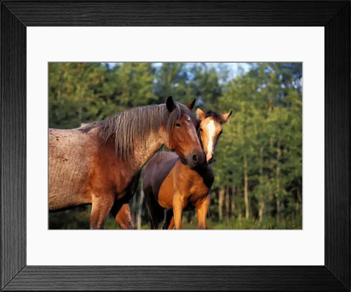 Framed Print : Picture No. 10867080 Framed Print : Picture No. 10867080