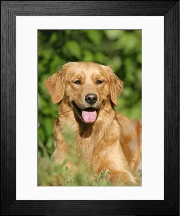 Framed Print : Picture No. 10867123 Framed Print : Picture No. 10867123