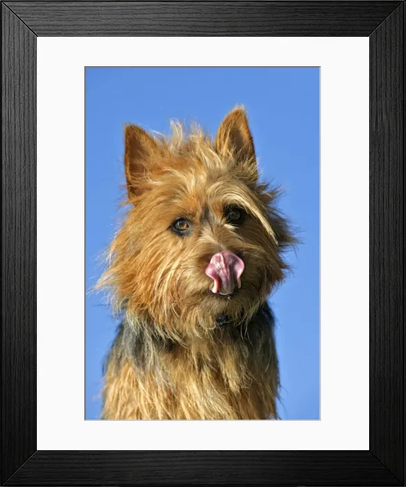 Framed Print : Picture No. 10867129 Framed Print : Picture No. 10867129