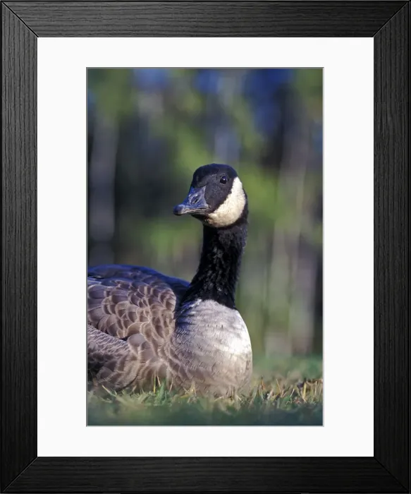 Framed Print : Picture No. 10867076 Framed Print : Picture No. 10867076