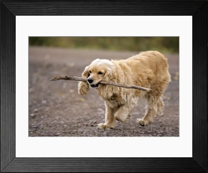 Framed Print : Picture No. 10867147 Framed Print : Picture No. 10867147