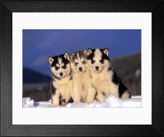 Framed Print : Picture No. 10867104 Framed Print : Picture No. 10867104