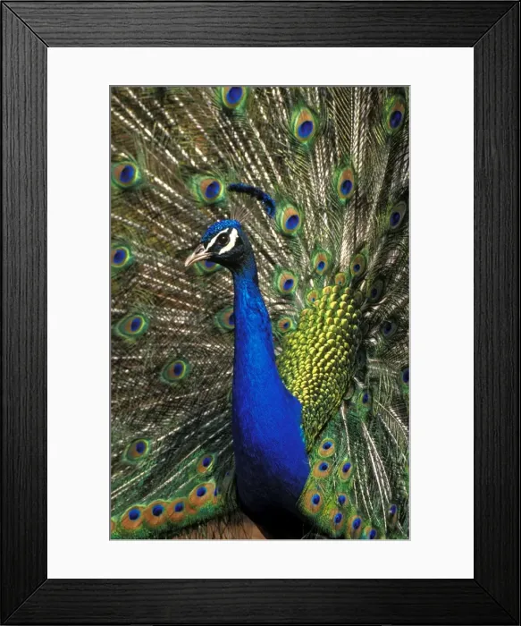 Framed Print : Picture No. 10867093