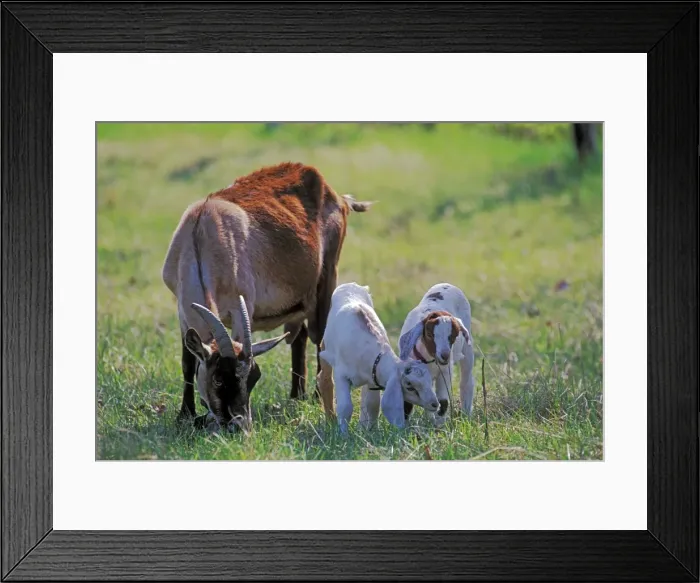 Framed Print : Picture No. 10867115 Framed Print : Picture No. 10867115