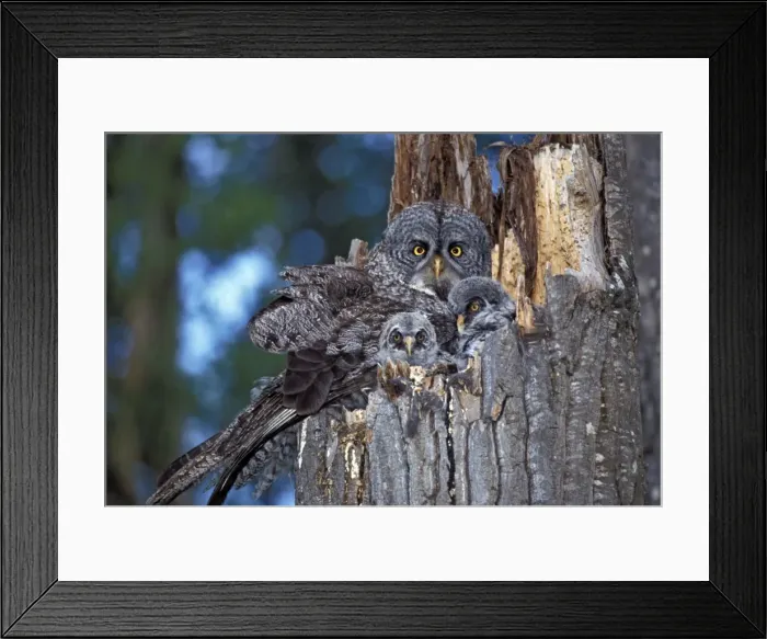 Framed Print : Picture No. 10867090 Framed Print : Picture No. 10867090