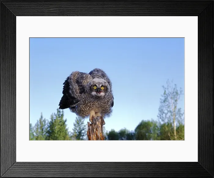 Framed Print : Picture No. 10867089 Framed Print : Picture No. 10867089