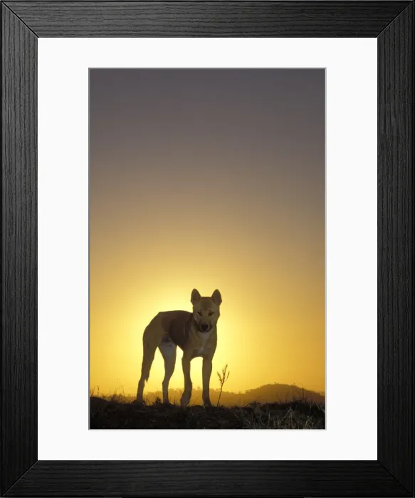 Framed Print : Picture No. 10865368