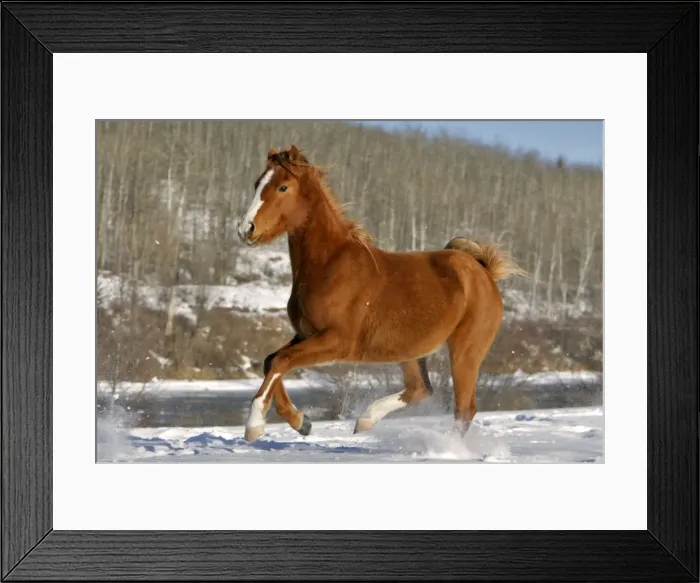 Framed Print : Picture No. 10867170 Framed Print : Picture No. 10867170