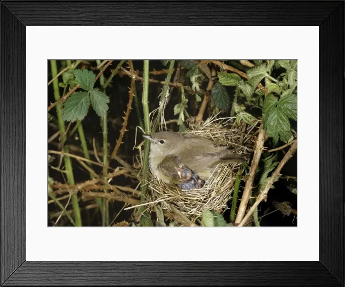 Framed Print : Picture No. 10880640 Framed Print : Picture No. 10880640
