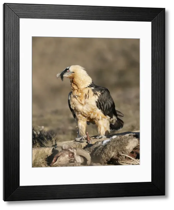Framed Print : Picture No. 10877179 Framed Print : Picture No. 10877179