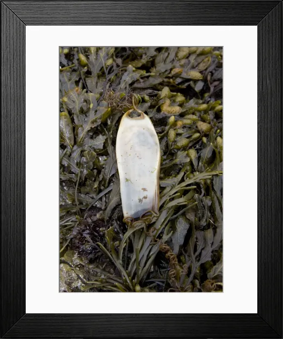 Framed Print : Picture No. 10877191 Framed Print : Picture No. 10877191