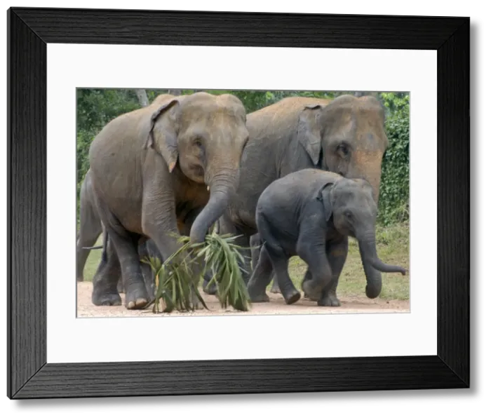 Framed Print : Picture No. 10882721 Framed Print : Picture No. 10882721