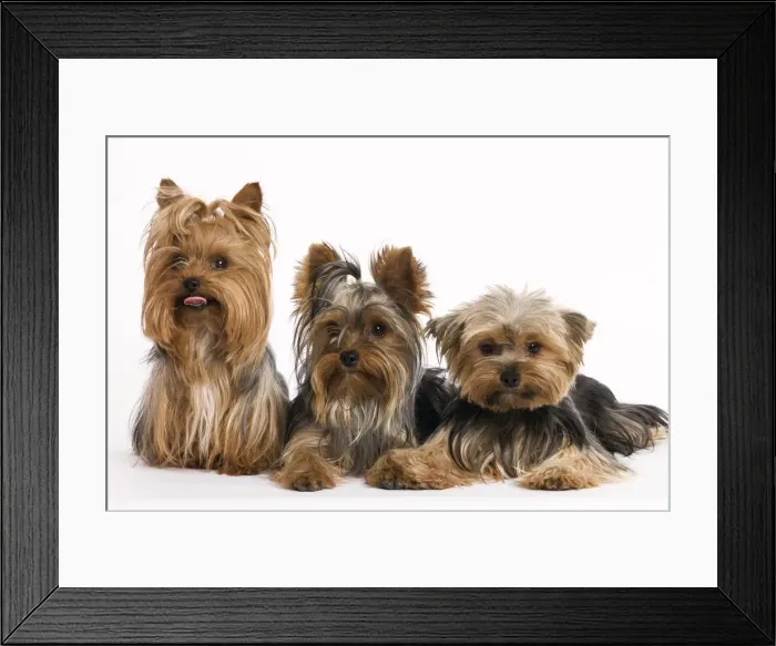 Framed Print : Picture No. 10880237 Framed Print : Picture No. 10880237
