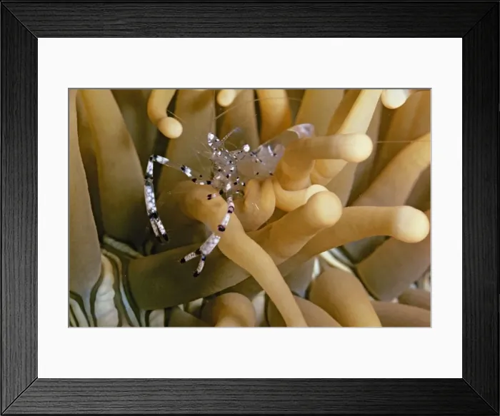 Framed Print : Picture No. 10880238 Framed Print : Picture No. 10880238
