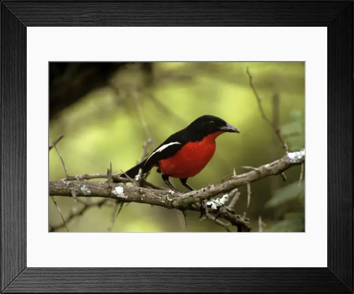 Framed Print : Picture No. 10877327 Framed Print : Picture No. 10877327