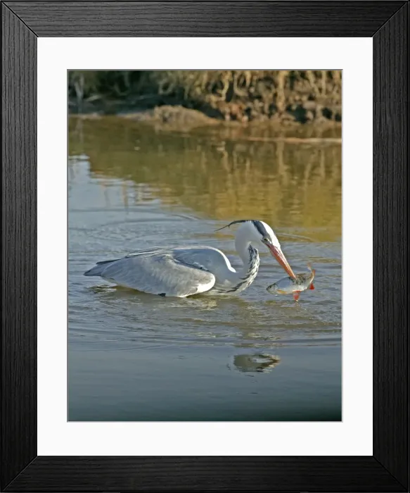 Framed Print : Picture No. 10877432 Framed Print : Picture No. 10877432