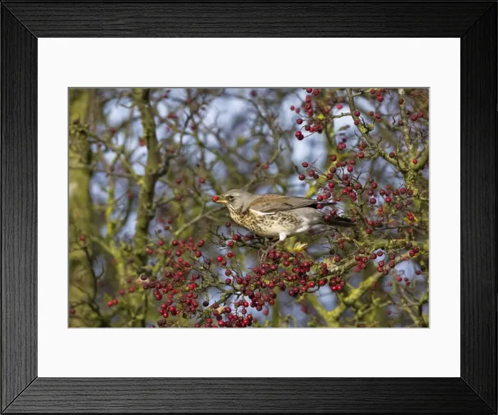 Framed Print : Picture No. 10883053