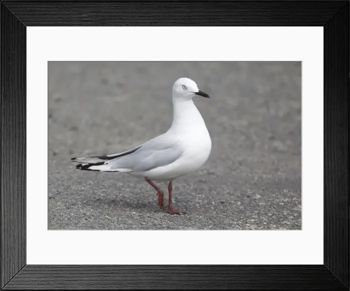 Framed Print : Picture No. 10882724 Framed Print : Picture No. 10882724