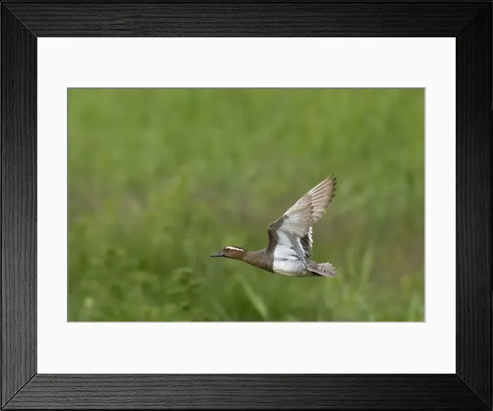 Framed Print : Picture No. 10883054 Framed Print : Picture No. 10883054