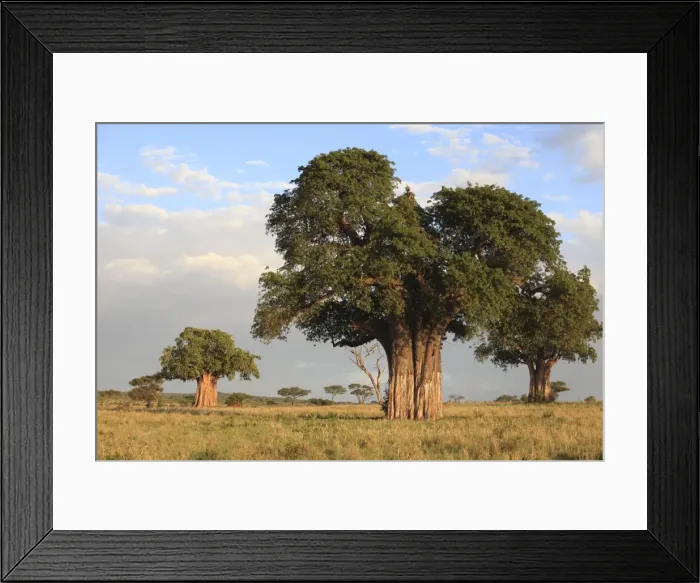 Framed Print : Picture No. 10882665