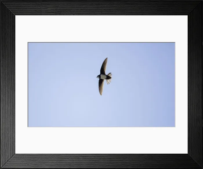Framed Print : Picture No. 10876377 Framed Print : Picture No. 10876377