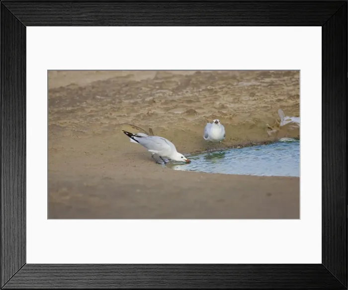 Framed Print : Picture No. 10876385