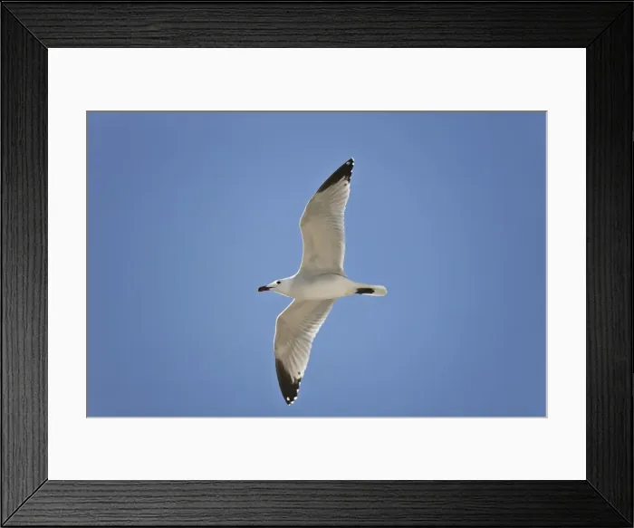 Framed Print : Picture No. 10876369 Framed Print : Picture No. 10876369