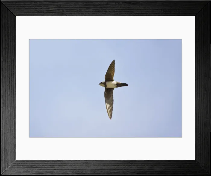 Framed Print : Picture No. 10876380 Framed Print : Picture No. 10876380