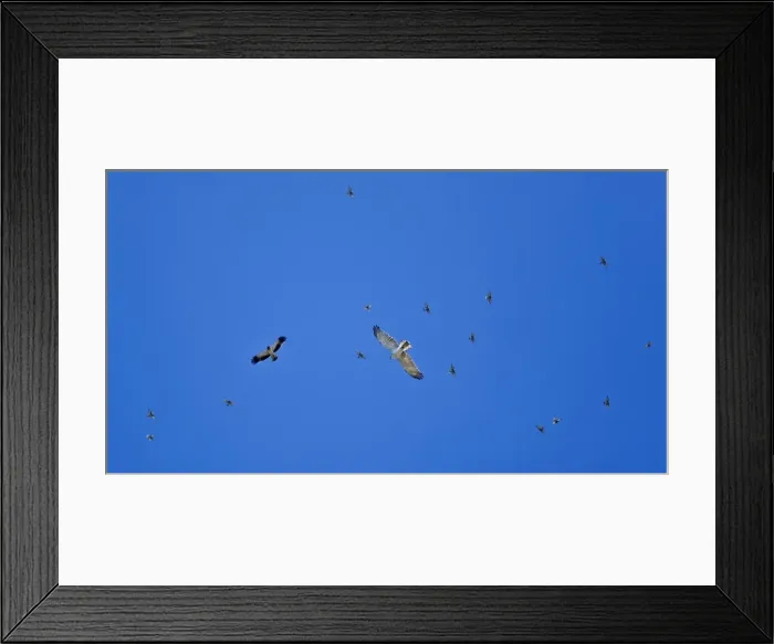 Framed Print : Picture No. 10876389 Framed Print : Picture No. 10876389