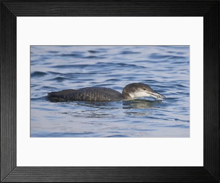 Framed Print : Picture No. 10876402 Framed Print : Picture No. 10876402