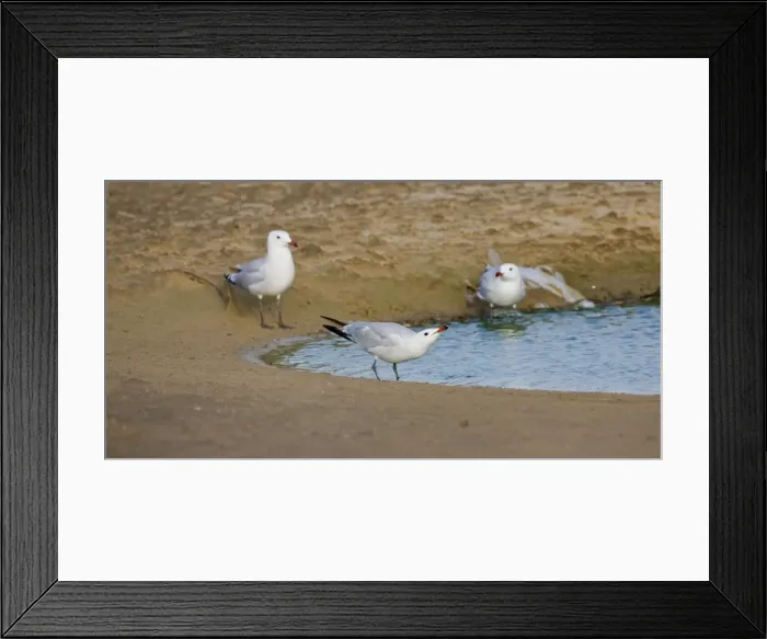 Framed Print : Picture No. 10876386 Framed Print : Picture No. 10876386