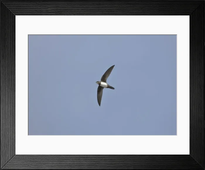 Framed Print : Picture No. 10876375 Framed Print : Picture No. 10876375
