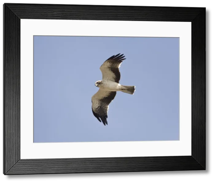 Framed Print : Picture No. 10876393 Framed Print : Picture No. 10876393
