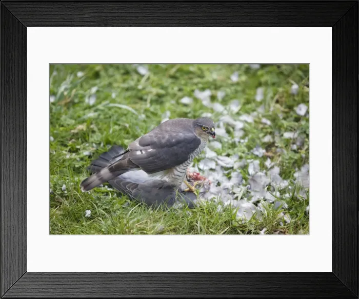 Framed Print : Picture No. 10876431