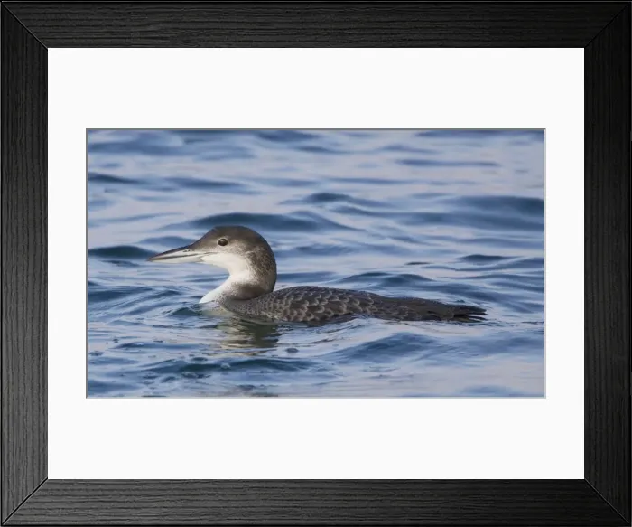 Framed Print : Picture No. 10876401 Framed Print : Picture No. 10876401