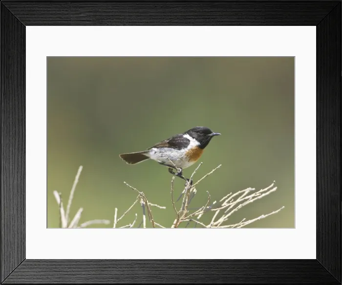 Framed Print : Picture No. 10876367 Framed Print : Picture No. 10876367