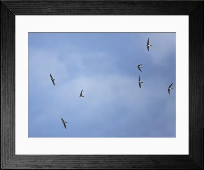 Framed Print : Picture No. 10876382 Framed Print : Picture No. 10876382