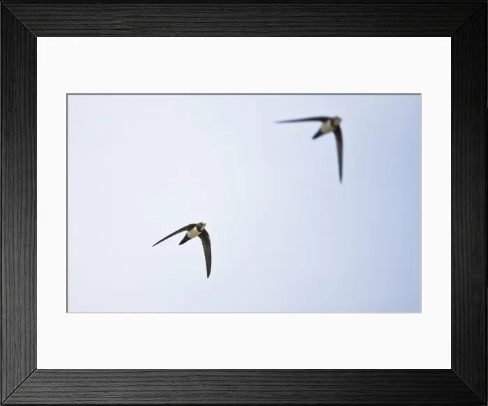 Framed Print : Picture No. 10876378 Framed Print : Picture No. 10876378