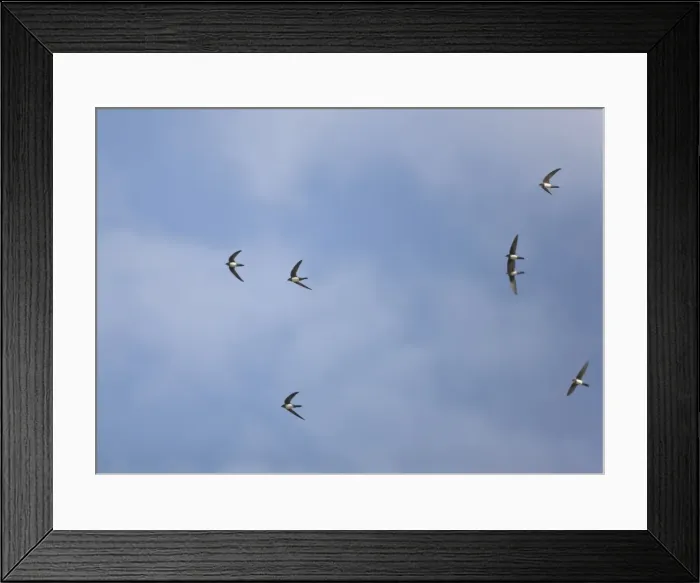 Framed Print : Picture No. 10876381 Framed Print : Picture No. 10876381