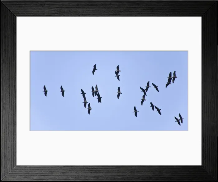 Framed Print : Picture No. 10876387 Framed Print : Picture No. 10876387