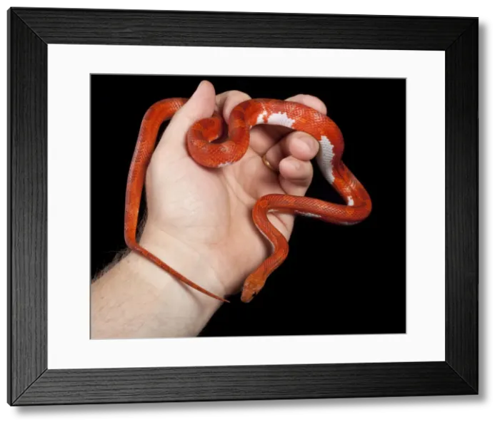 Framed Print : Picture No. 10879438 Framed Print : Picture No. 10879438