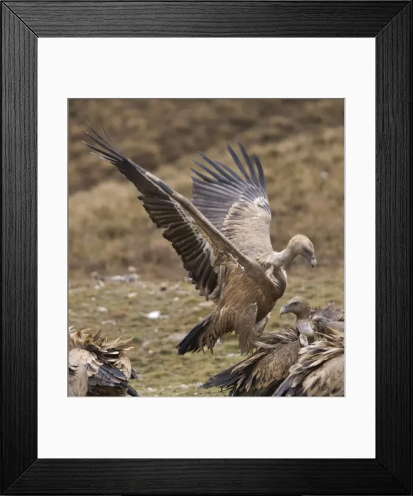 Framed Print : Picture No. 10880382 Framed Print : Picture No. 10880382