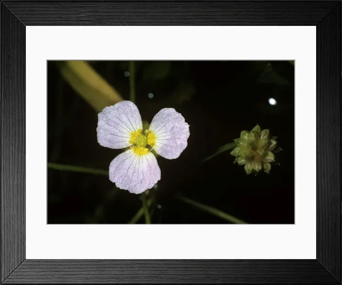 Framed Print : Picture No. 10879775 Framed Print : Picture No. 10879775
