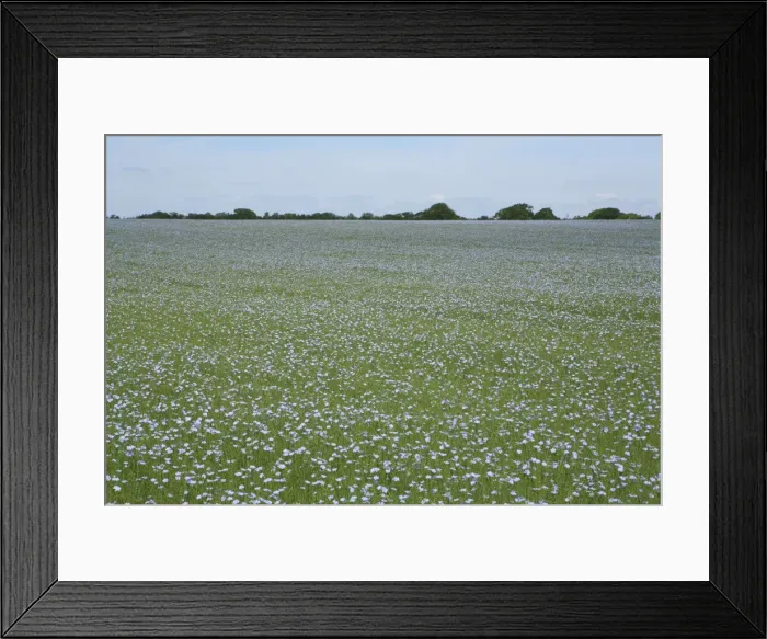 Framed Print : Picture No. 10877561 Framed Print : Picture No. 10877561